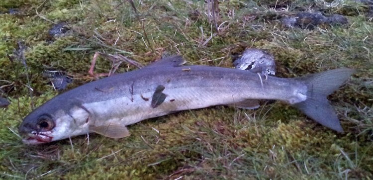 Murta úr Þingvallavatni