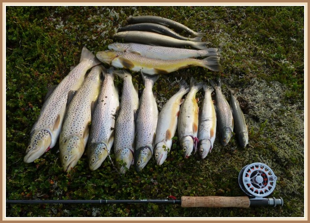 Hluti Melrakka-aflans - Ljósm.Reynir Ólafsson