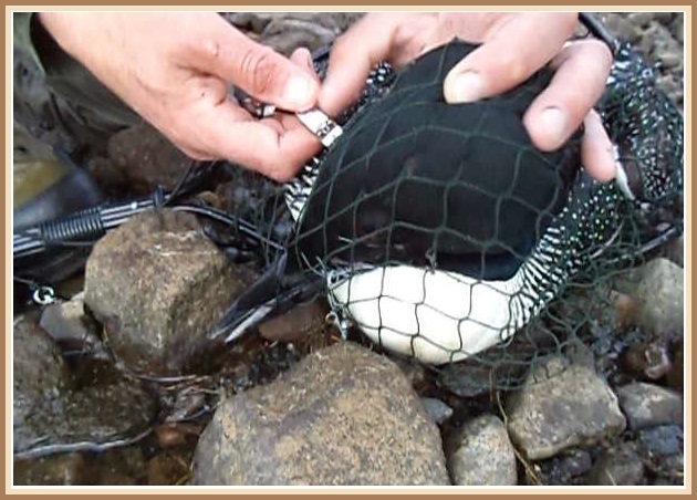 Himmi frá Hítarvatni