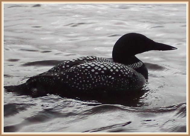 Himmi - frelsinu feginn