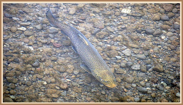 Einn glæsilegur á leið upp Öxará