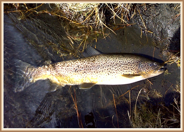 ~65 sm. úr Eldvatni