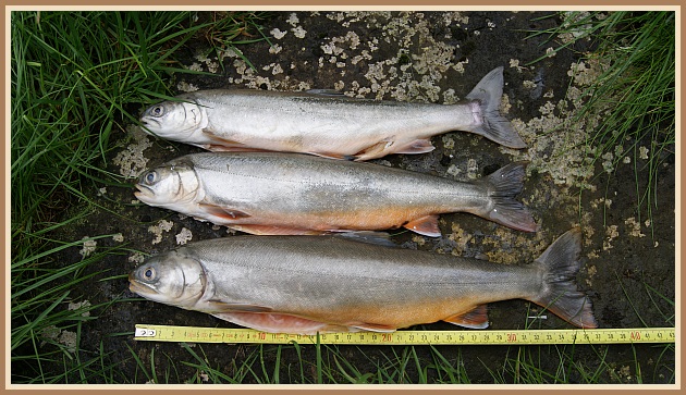 Bleikjur úr Hlíðarvatni í Hnappadal