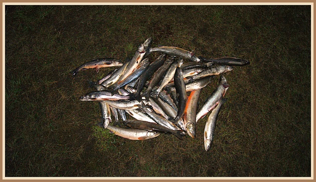 Það sem fór í ruslið