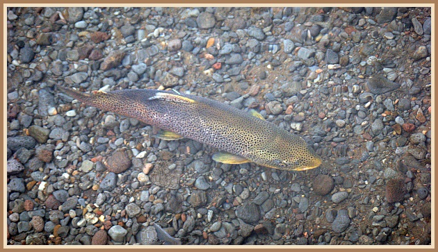 Er þessi óhultur í sinni á?