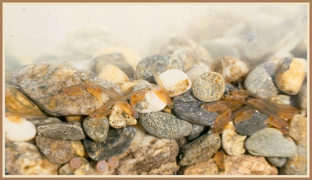 Mynd: U. S. Fish and Wildlife Service