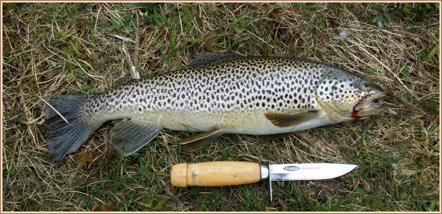 Fyrsti fiskur ársins