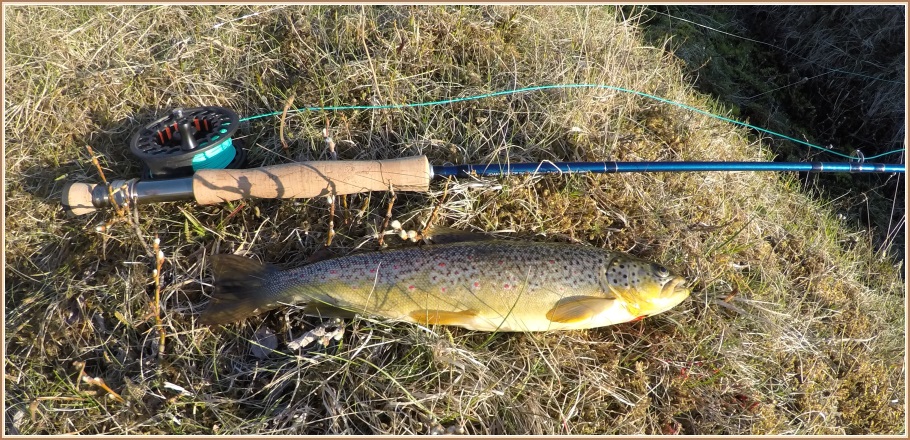 Annar af urriðum ferðarinnar