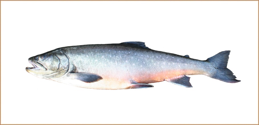 Sílableikja eða afræningi?