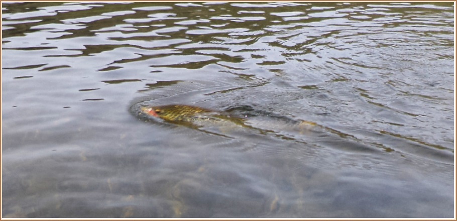 Fluga á réttum stað