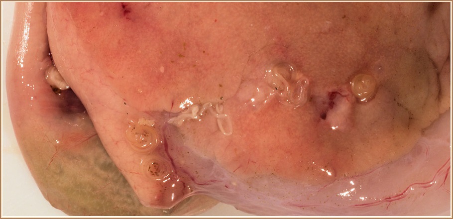 Hvalormur í lifur þorsks - Anisakis simplex © Hans Hillewaert