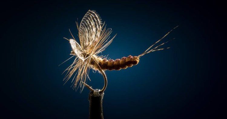 Ingvar Ingvarsson - Wally Wing