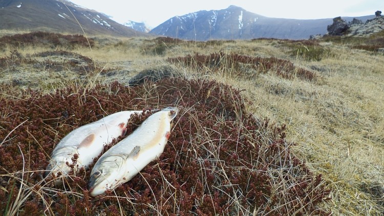 Afli helgarinnar á leið á pönnuna
