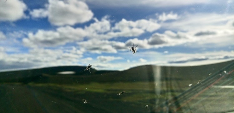 Það er nægt æti í Veiðivötnum