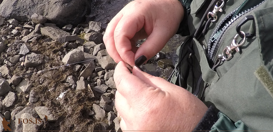 fos_fluguhnutur_live