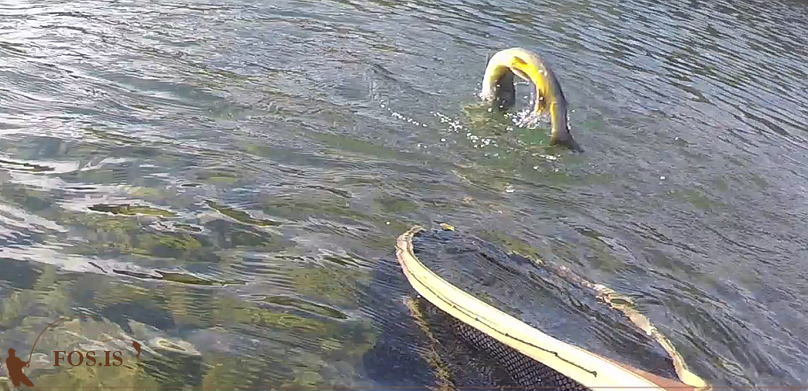 Þessi stökk af góðri og gildri ástæðu